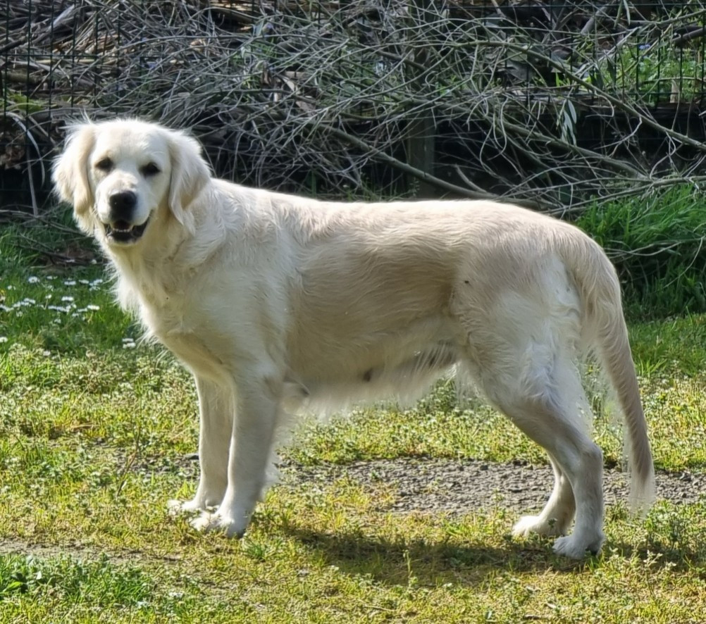 Rozenn Gwen Des Korrigans En Or