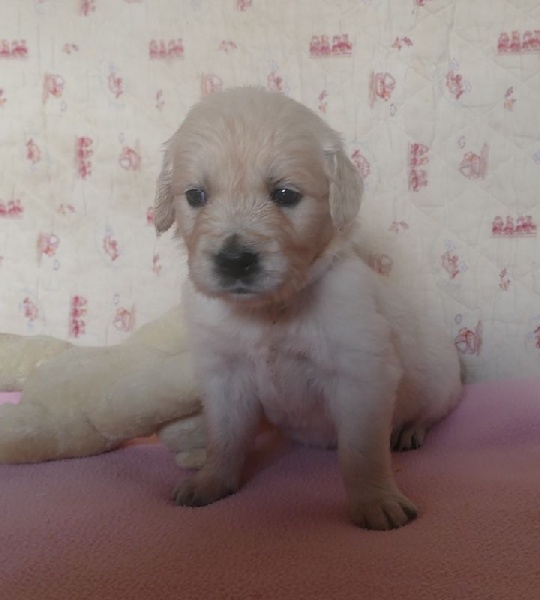 Des Korrigans En Or - Chiots disponibles - Golden Retriever