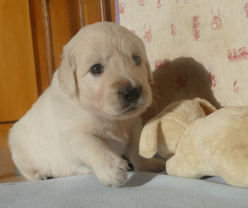 Des Korrigans En Or - Chiots disponibles - Golden Retriever