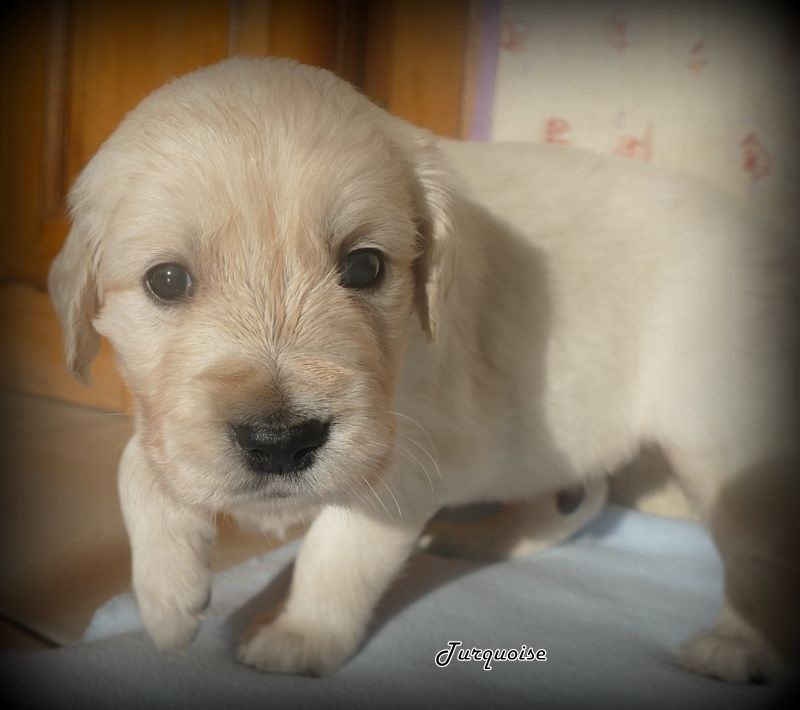 Des Korrigans En Or - Chiots disponibles - Golden Retriever