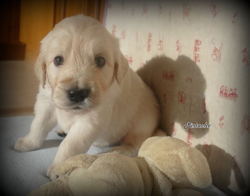 Des Korrigans En Or - Chiots disponibles - Golden Retriever